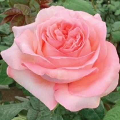 Pink Xpression