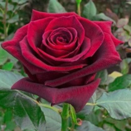 Red Black Baccara