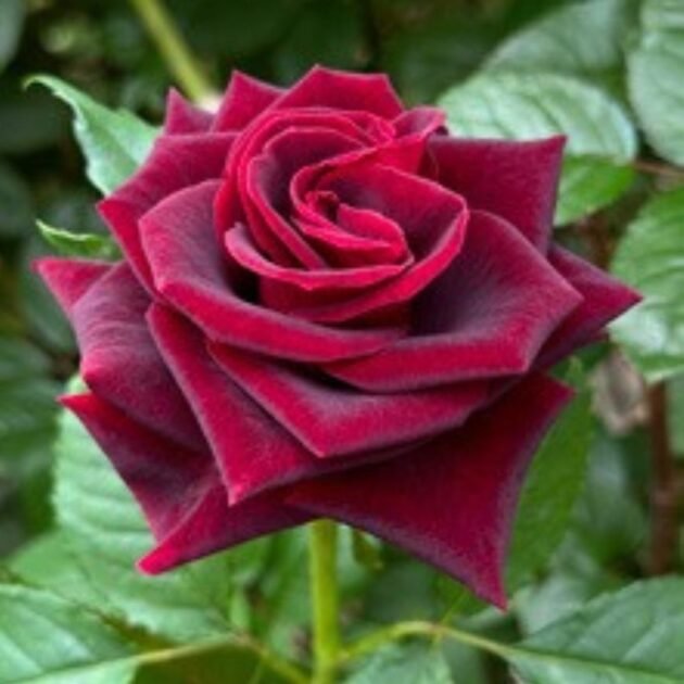 Black Beauty